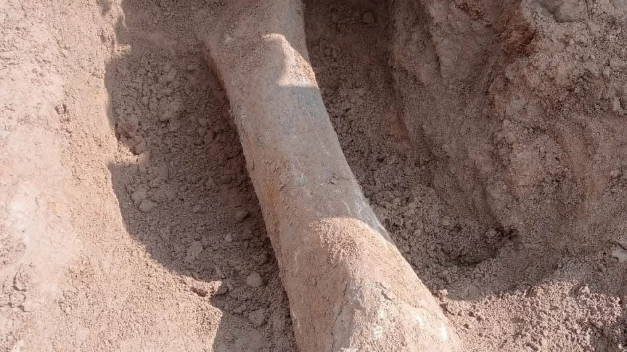 Кость мамонта найдена на берегах Есиля