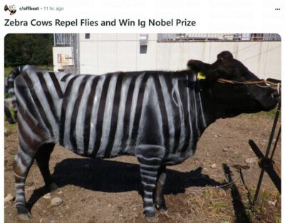 Вчера прошла церемония вручения Шнобелевской премии