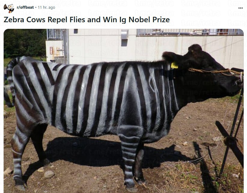 Вчера прошла церемония вручения Шнобелевской премии