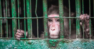 Петиция в Казахстане - запрет цирков с животными и зоопарков