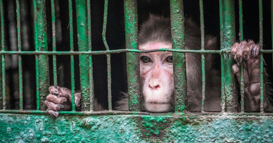 Петиция в Казахстане - запрет цирков с животными и зоопарков