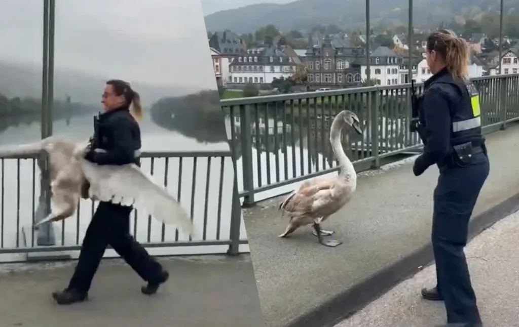 Немецкая полиция спасла упрямого лебедя с трассы