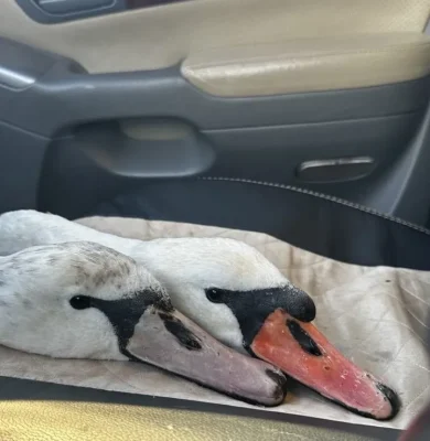 Поющего шопана Бауыржана Жакупова наградили премией